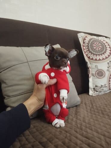 Lincoln: Чихуахуа, 2 месяца, С родословной, Самовывоз — 1