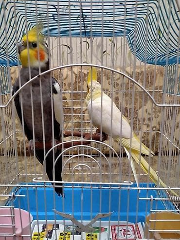 Salam. Hazir cut katella satilir.11 ayliqdilar . Tam hazir cutdu bala — 7