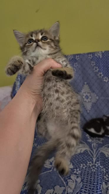 Heyvanlar: Yaxşı əllərə — 8