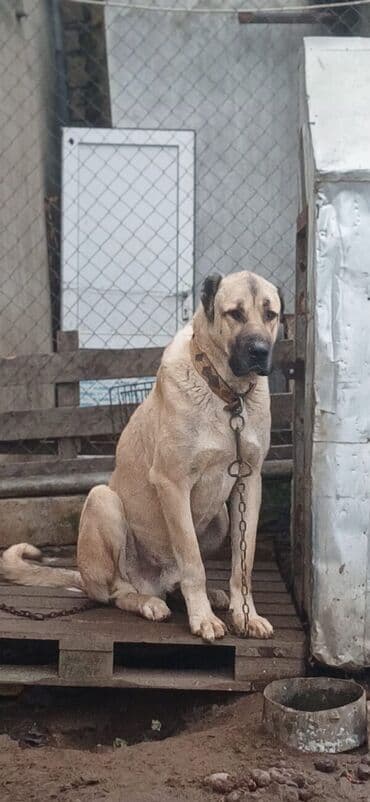 отдам собаку в хорошие руки: Qurdbasar, 2 il, Erkek — 3