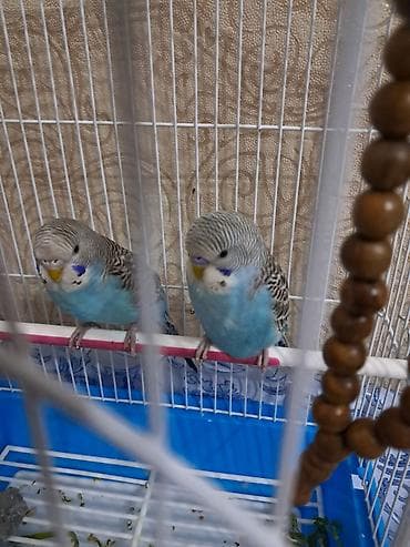 sisar quşu: Növ: Dalğalı tutquş (Jako deyil) Rəng: Mavi-ağ bədən, qara-ağ zolaqlı — 1