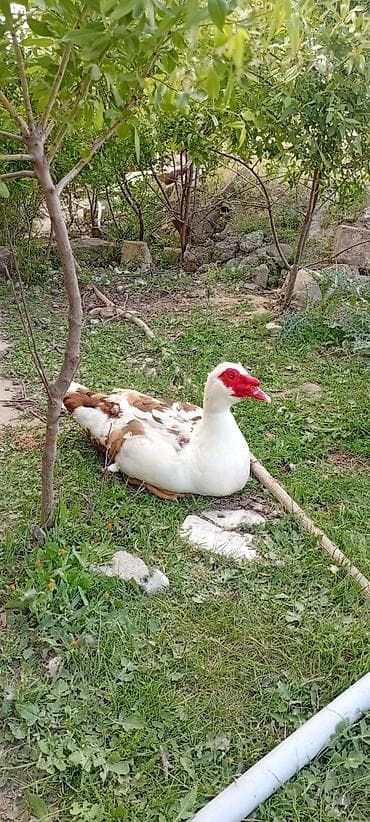 ruan ordəyi: Məhsul: Musk ördəyi (barbarı) Təsvir: - Rəng: qəhvəyi-ağ qarışıq — 5