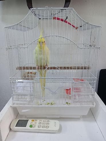 Növ: Nimfa (cockatiel) Rəng: Açıq sarı, baş tükləri dimdik üstündə