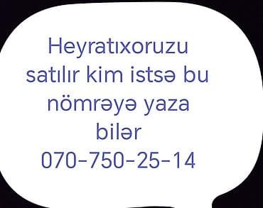 bildircin satisi: Heyrati xoruz satılır. - Cins: Heyrati (dözümlü, aktiv və çevik — 1