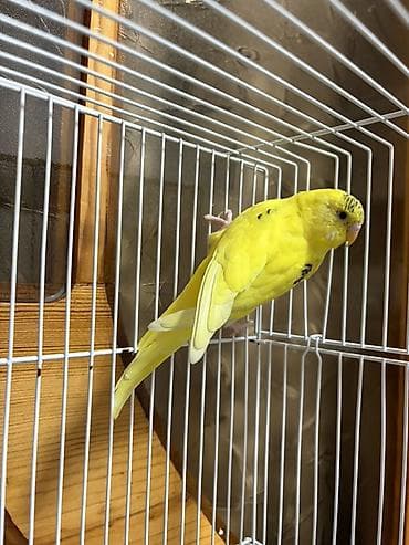 ev quş: Sarı dalmatian naxışlı dalğalı tutuquşu (budgerigar) - Növ: Dalğalı — 4