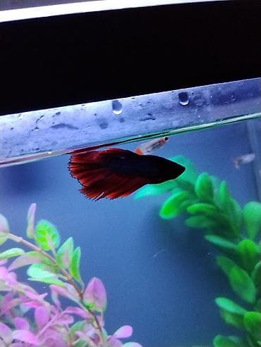 rengli baliqlar: Betta (Petuşok balığı), Sülhsevər — 2