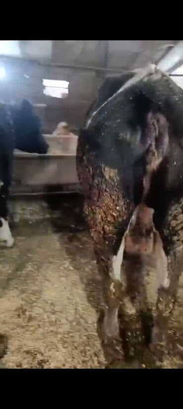 Digər kənd təsərrüfatı heyvanları: Salam aleykum super 2 dene iney diler cüt 6400 diyilir razılaşmaq olar — 6