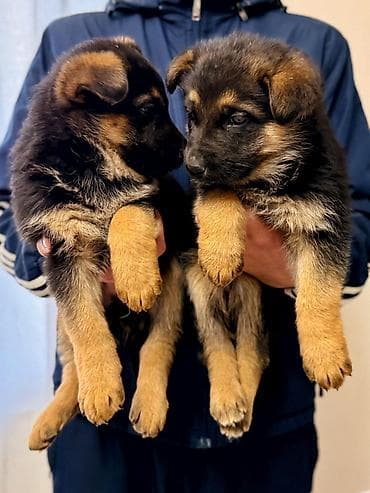 dragon derman: Alman çoban iti — 3