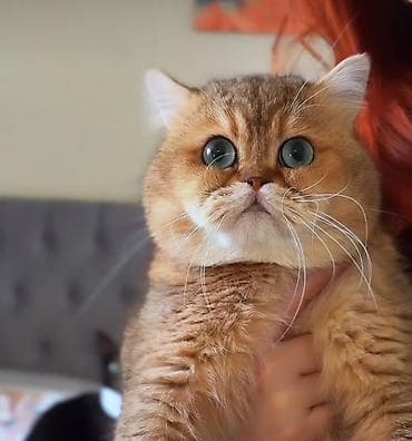 britanski pişik: Elit valideynlərdən ŞOU-KLASS balalar! 💎 Gözəl Şotland (Scottish — 3