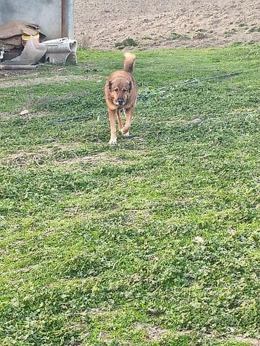 saanen kecilerinin satisi: Gözləri təzə açılıb çoban iti balalarıdı atasıda anasıda şəkildəkidi — 6