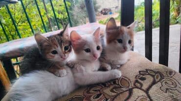 pişik şəkili: Türk anqora, Yaxşı əllərə — 2