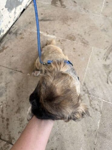 pişik adları azeri: Pekines, 2 il, Dişi, Peyvəndli, Ünvandan götürmə — 3