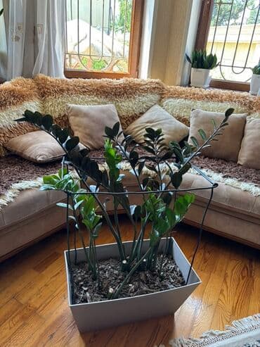 nəzər gülünə qulluq: Zamioculcas zamiifolia (Zanzibar daşı) bitkisi ilə hər məkana təbiət — 1
