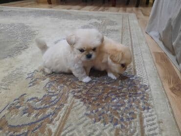 akvarium balıqları haqqında məlumat: Pekines, Peyvəndli — 5