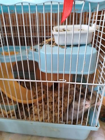 lalafo it satışı: Salam hamster satılır Erkey dişi altında 7 dene balası var qəfes — 3