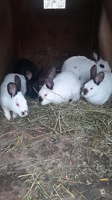 depo gold instagram: Cins dovşanlar – dekorativ və çoxalma üçün - Şəkillərdə bir neçə baş — 1