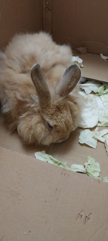 dovşan yuvasi: Angora tipli tüklü dovşan - Rəng: açıq-bej/krem - Qulaqlar uzun, sıx — 3