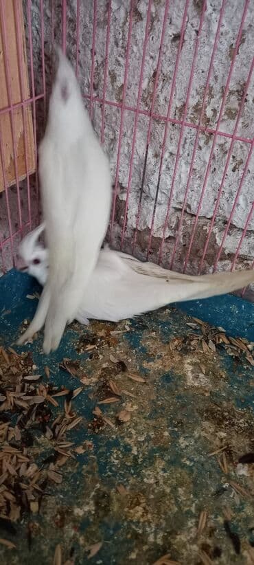 sağlam həyat sağlamlıq mərkəzi: Salam ilk ozce yazini hamisini oxuyun sonra elaqe saxliyin hardasa bir — 12