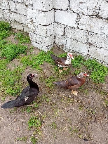 karella quş: Üç dışı bir erkey 100 manat kirasnadar birde zümrüt maya - Cins — 2