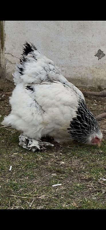 Quşlar: Toyuq, Brama, Damazlıq — 5