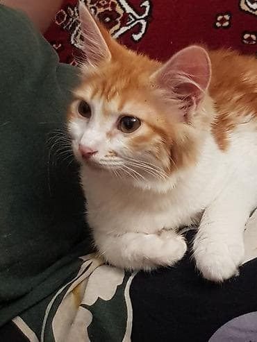 serbest qrafikli is elanlari 2019: Amerikan Shorthair, Dişi, Yaxşı əllərə, Ünvandan götürmə — 3