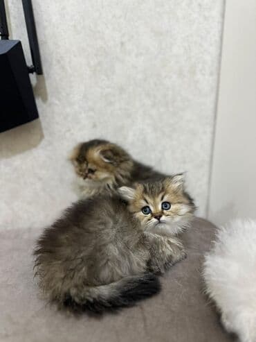 сколько стоит британский котёнок: Британская, Самка — 3