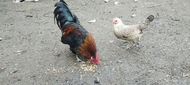 домик для большой собаки: Cüt dekorativ toyuq: rəngarəng xoruz və yüngül rəngli fere xoruz — 4