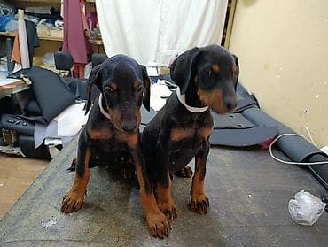 Doberman, Peyvəndli — 5