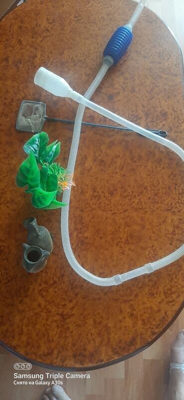 betta balıq: Taxta haşiyəli, şüşə divarlı akvarium. İçərisində istilik — 2