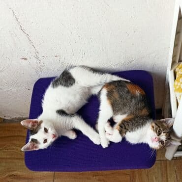 pişik cut: Yaxşı əllərə — 1