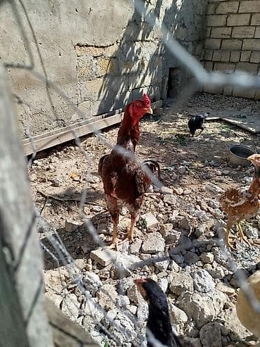 Tecili satiram reyal alci narhat elsin vuragandi lCins: Uzunboy