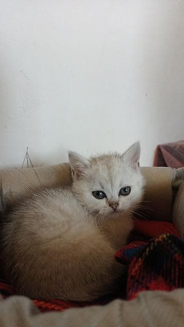 muhabbet kusu: Şotland, Dişi, Yaxşı əllərə — 2