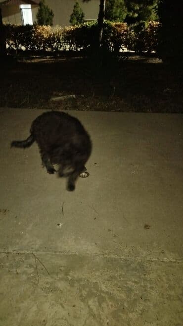 вислоухий шотландец купить: Qara tüklü balaca it – yumşaq, qıvrım yunu və sinəsində kiçik ağ — 1