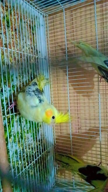 Павлины: Nimfa (cockatiel) papağanı - Rəng: sarı-qara ləkəli, yanaqlarda — 2