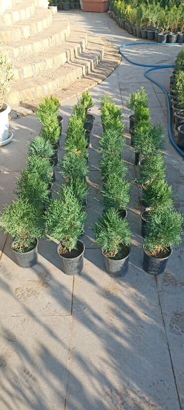 gül toxumları satışı: Dekorativ çöl bitkilərinin satışı və Sifarişlə yetişdirilməsi.Satış — 30