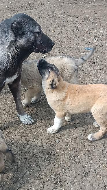 keçi qoyun: 1 ay — 6