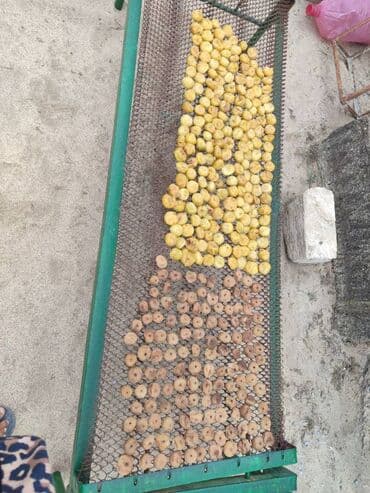 əncir qurusu: Pirşaĝı quru enciri. Yayda Pirşaĝıda quruduruq. Kohne sovet krovatinda — 9