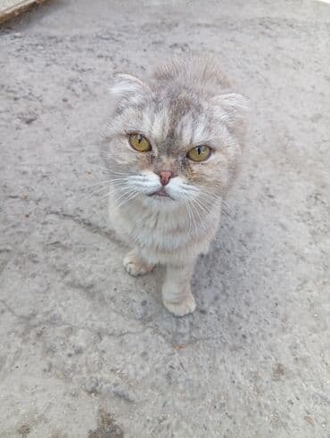 lal ördək balasi: Şotland — 1