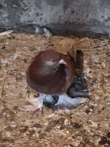 Tutuquşları: Iki maya bir erkek oynaq deyilər uçandılar — 5