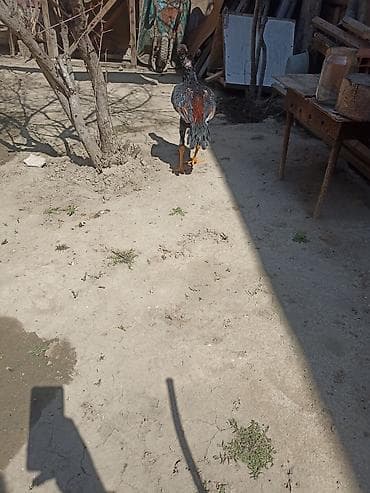 dovsan yemi: Salam 5 ayna gecib axır çəkili heyvandı 10 11 ayında 4 5 kl olacaq — 5