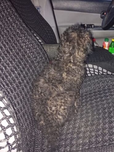 avcarka balası: Pudel — 7