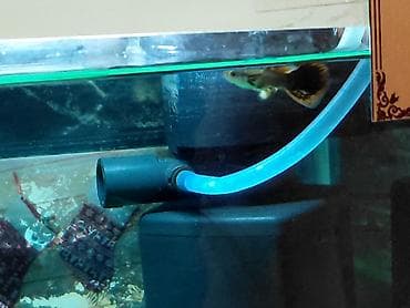 Tata: Quppi, Sülhsevər, Ünvandan götürmə — 4