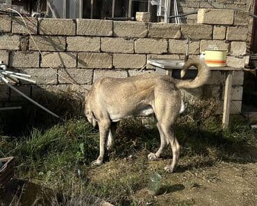 Pişiklər: Kanqal, 2 il, Erkek, Ünvandan götürmə — 4