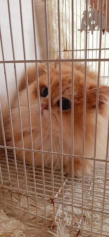 meyn kun pişiyi: Britan — 7