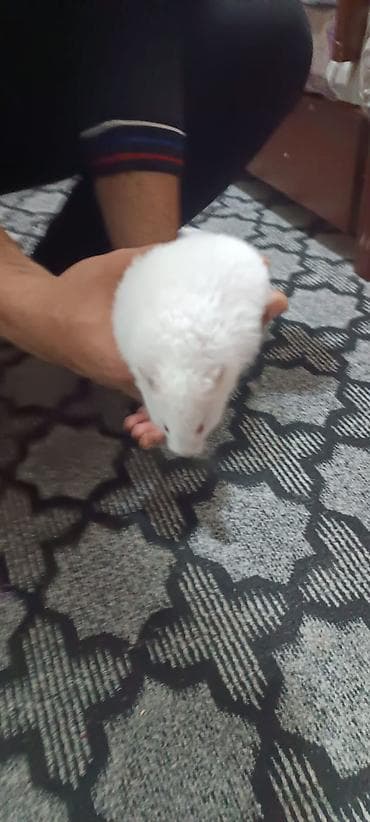 heyvanlar: Iki gundu alinib usaq qorxur deye kim istese verilir. ag rengde — 3