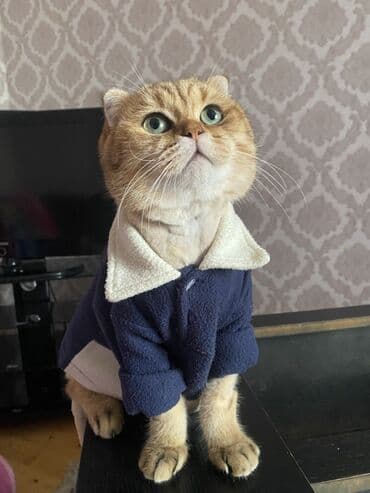 Heyvanlar üçün mallar: Qızıl şinşilla, Erkək, Cütləşmə üçün — 5