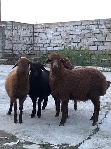 kreditle qoyun: Erkəy quzular satılır 4 başdı Qurbanlığa yarıyır — 2