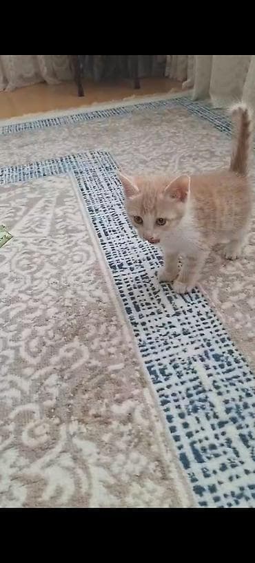 Erkək, Yaxşı əllərə, Ünvandan götürmə