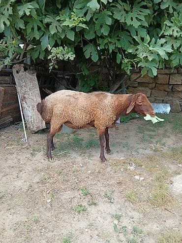 erkey quzu: Salam təmiz qala cinsi qoç satıram yaxşı iri heyvandı saxlanmalı — 2