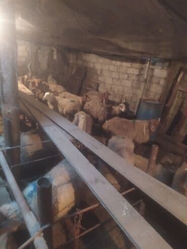 qoyun bazari: Qoyun sürüsü satılır - Növ: yerli qarışıq (ağ və qəhvəyi rəngli, uzun — 7